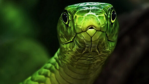 Wallpaper Snake, Gray, Green, Pc, Images, And, Cool, 4k, Animals, Background, Desktop