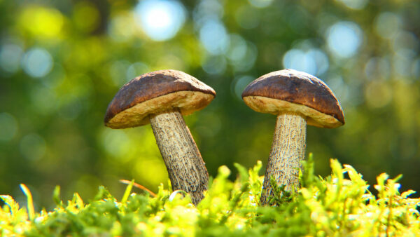 Wallpaper Nature, Background, Macro, Mushroom, With, Desktop, Shallow, Bokeh