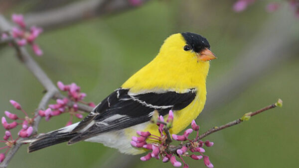 Wallpaper Goldfinch, Birds, Tree, Black, Branch, Yellow, Desktop, Bird, American