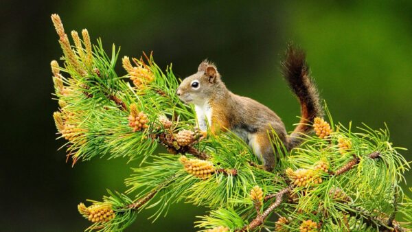 Wallpaper Tree, Background, Green, Branch, Sitting, Desktop, Squirrel