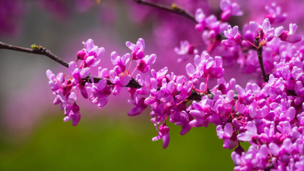 Wallpaper Desktop, Purple, Blossom, Flowers, Branch