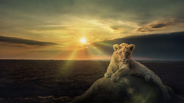 Wallpaper Cub, Stone, Sunset, Sitting, Desktop, Background, Animals, Lion, With