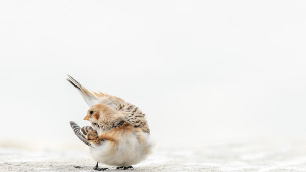 Wallpaper Brown, White, Desktop, Animals, Bird, Background, Bunting