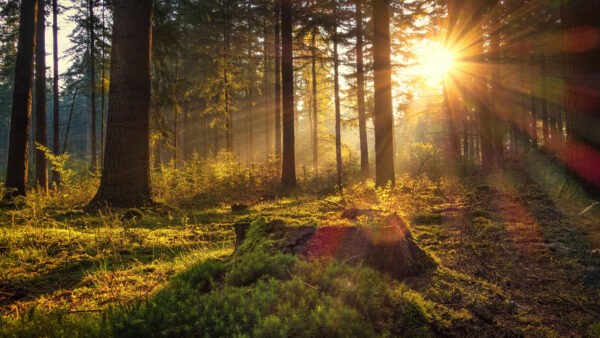 Wallpaper Germany, Trees, Desktop, And, Sunbeam, With, Nature, Mobile, Forest