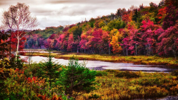 Wallpaper Forest, Cloudy, Covered, Daytime, Desktop, Under, During, White, River, Sky, Between, Nature, Colorful, Trees