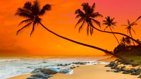 Wallpaper During, Background, Trees, Beach, Sunset, Slanting, Waves, Sand, Palm, Stones, Sky, And, Desktop, Orange, Mobile, Ocean