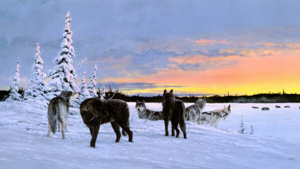 Wallpaper Landscape, Covered, Wolfs, Snow, Desktop, Animals