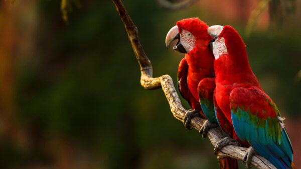 Wallpaper Parrot, Background, Stick, Blur, Two, Wood, Birds, Red, Macaw, Green