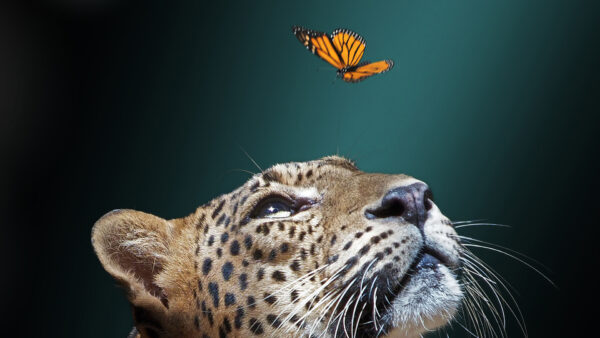 Wallpaper Flying, Desktop, Animals, Seeing, Jaguar, Butterfly