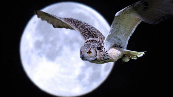 Wallpaper Flying, Black, Near, Desktop, White, Moon, Owl