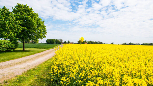 Wallpaper Grass, Yellow, Flowers, Trees, Green, Mobile, Desktop, Between, Field, Road, And