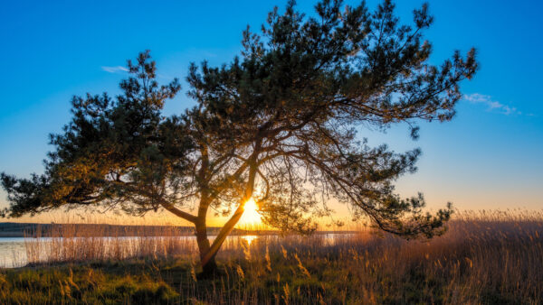 Wallpaper Near, Tree, Nature, Lake, With, Desktop, Sunlight