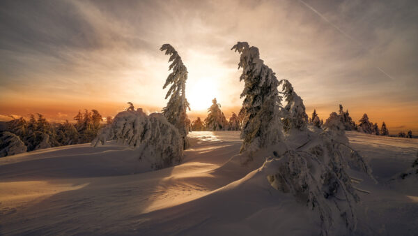 Wallpaper Landscape, Sky, Sunrise, During, Under, Covered, Cloudy, With, And, Snow, Trees, Winter, White