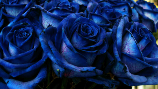Wallpaper Bouquet, Blue, Roses, Desktop, Spring