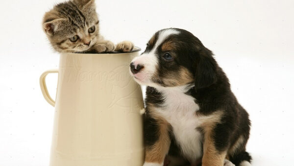 Wallpaper Background, Animals, Puppy, Kitten, With, Desktop, Dog, And, White