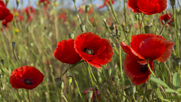 Wallpaper View, Leaves, Desktop, Green, Red, Poppy, Closeup, Mobile, Plants, Flowers