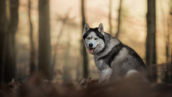 Wallpaper Blur, Husky, Forest, Background, Dog