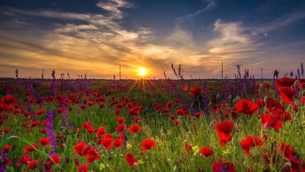 Wallpaper During, And, Field, Sky, Blue, Common, Lavender, Flowers, Red, Purple, Poppy, Sunset, White, Under, Grass, Clouds