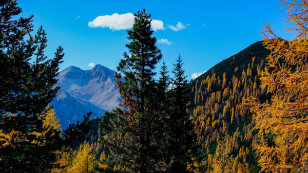 Wallpaper Background, Desktop, Mountains, Sky, Nature, Trees, Bushes, Blue, Mobile, White, Clouds, Spruce