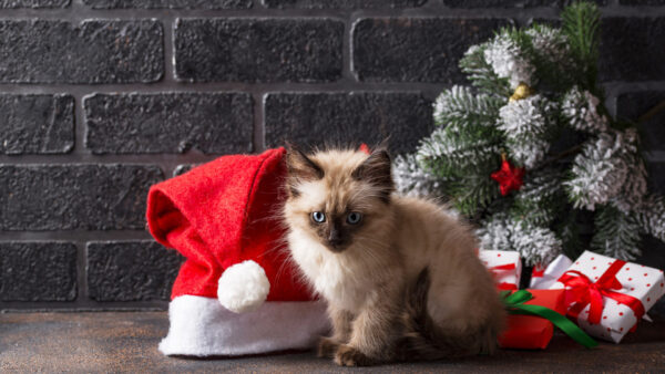Wallpaper And, Christmas, Baby, Hat, Cat, Animals, Gift, Desktop, Near, Santa
