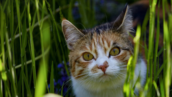 Wallpaper Eyes, Brown, With, And, Yellos, Cat, White, Desktop