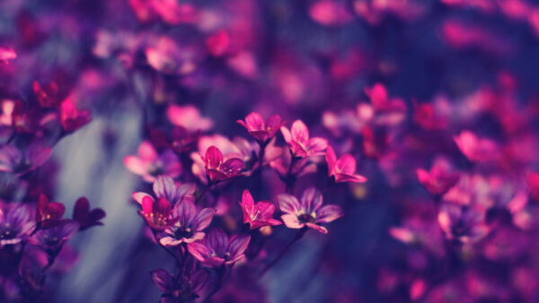 Wallpaper Tumblr, Desktop, Violet, Pink, Dark, Flowers