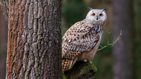 Wallpaper Standing, White, Eyes, Owl, Brown, Orange, Tree, Trunk, Algae, Black, Covered