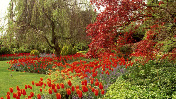 Wallpaper Red, Trees, With, Tulips, Garden, And