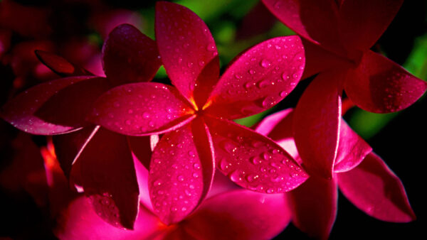 Wallpaper Drops, Flowers, Water, Pink, View, Plumeria, With, Closeup