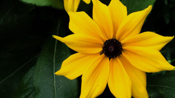 Wallpaper Yellow, Petals, Closeup, View, Flowers