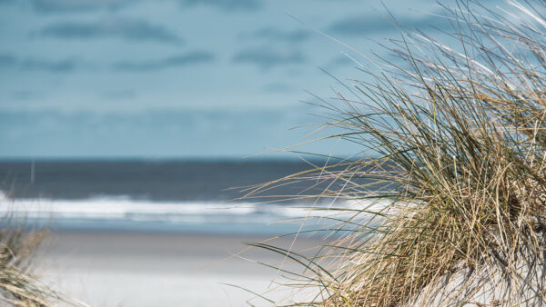 Wallpaper Ocean, Grass, Sky, Photography, Blur, Beach, Blue, Dry, Waves