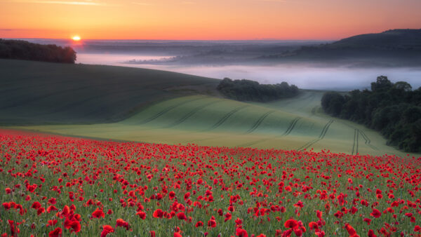 Wallpaper Forest, Red, Common, Green, Flowers, Sunset, Desktop, Field, Mobile, Trees, Fog, During, Poppy