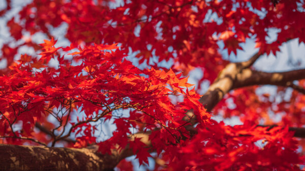 Wallpaper Branches, Best, Background, Leaves, Tree, Blue, Sky, Maple, Red