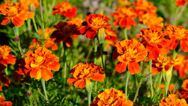 Wallpaper Plants, Marigolds, Blur, Mobile, Desktop, Flowers, Background, Orange