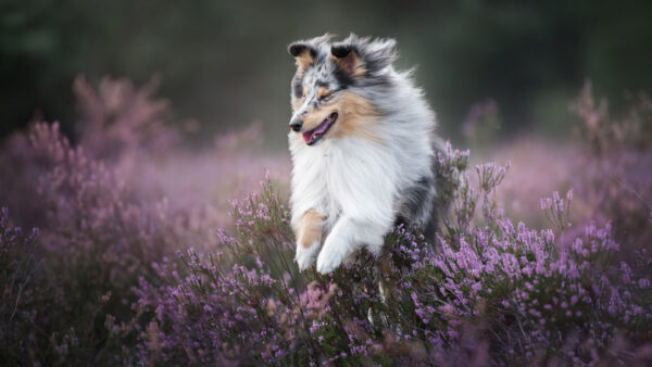 Wallpaper Sheepdog, Heather, Dog, Pet, Flower, Shetland