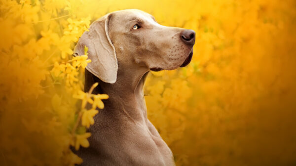 Wallpaper Yellow, Dog, Flowers, Blur, Weimaraner, Background