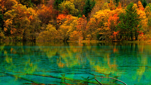 Wallpaper Yellow, River, Reflection, View, Green, Water, Trees, Autumn, Orange, Landscape, Teal