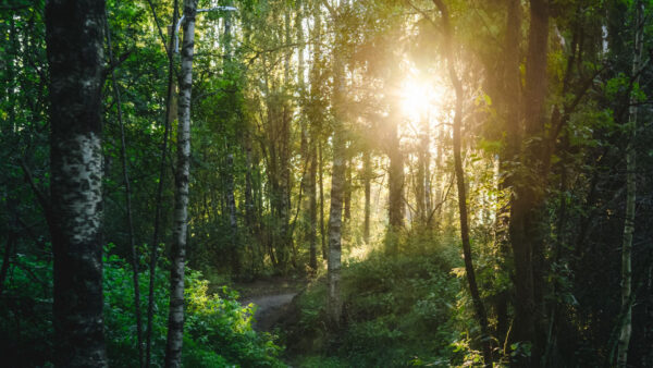 Wallpaper Sunrays, Daytime, Path, Trees, During, Forest