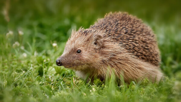 Wallpaper Green, Background, Grass, Sitting, Blur, Hedgehog