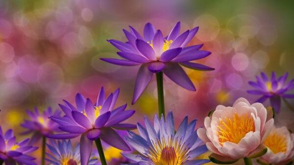 Wallpaper Blur, Flowers, Lotus, Lily, Background, Colorful, Bokeh, Water, Purple