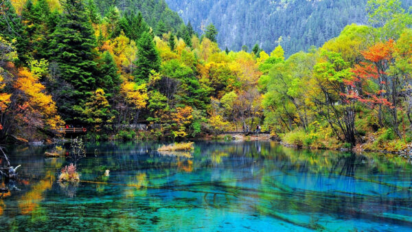Wallpaper Yellow, Green, Autumn, Beautiful, River, Park, Trees, Reflection
