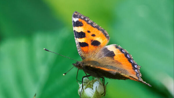 Wallpaper Butterfly, Green, Black, Light, Flower, Orange, Blur, White, Background