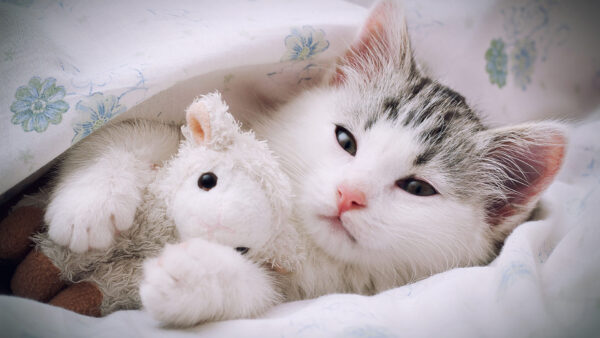 Wallpaper Kitten, Toy, Cute, White, Cat, With, Cloth, Under, Black