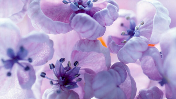 Wallpaper Hyacinth, Flowers, Light, Color, Violet