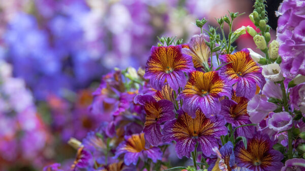 Wallpaper Yellow, Purple, Background, Blur, Flowers, Closeup, View, Plants