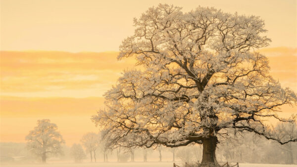 Wallpaper Sunset, Winter, Branches, Trees, Leaves, Nature, Covered, Snow, During