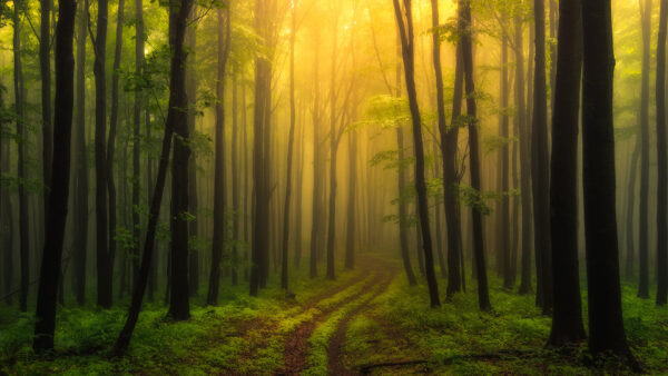 Wallpaper Green, Time, Covered, During, Fog, Trees, Forest, Nature, Morning