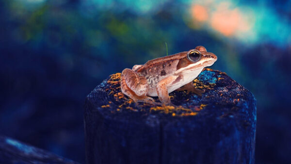 Wallpaper Trunk, Bokeh, Colorful, Tree, Background, Blur, Brown, Sitting, Frog