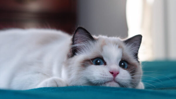 Wallpaper Cat, White, Blue, Cloth, Black, Eyes