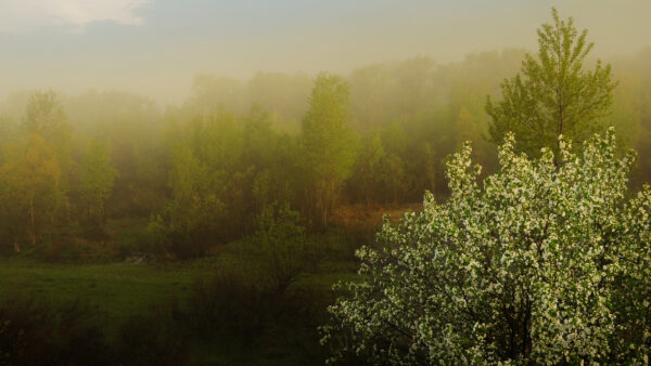 Wallpaper Forest, Nature, Covered, Trees, Fog, Green, Sky, Under, Blue